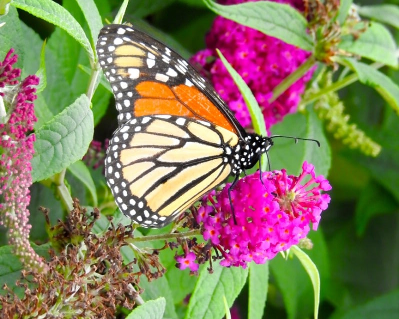 Butterfly Bush