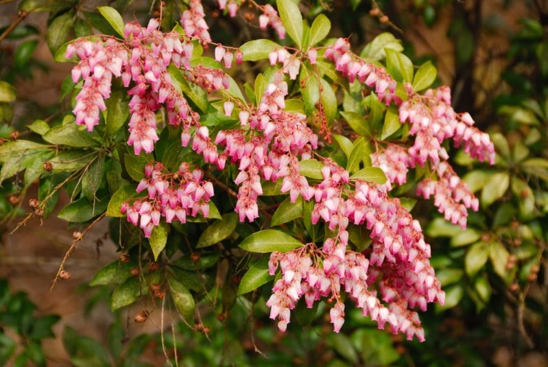 Japanese andromeda