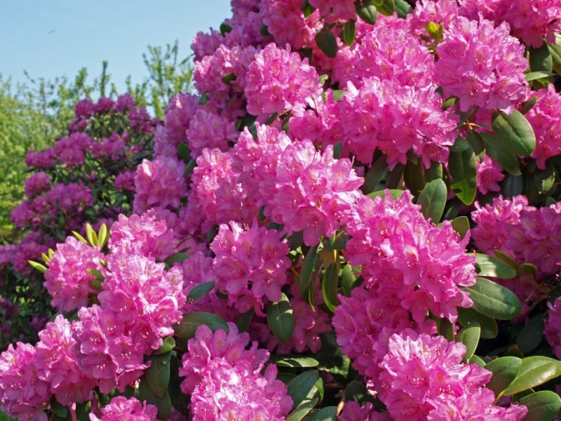 Rhododendron