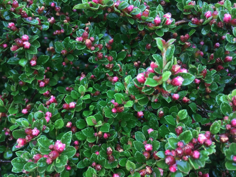 Cotoneaster