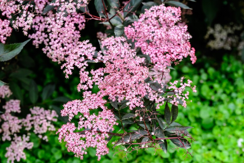 Elderberry