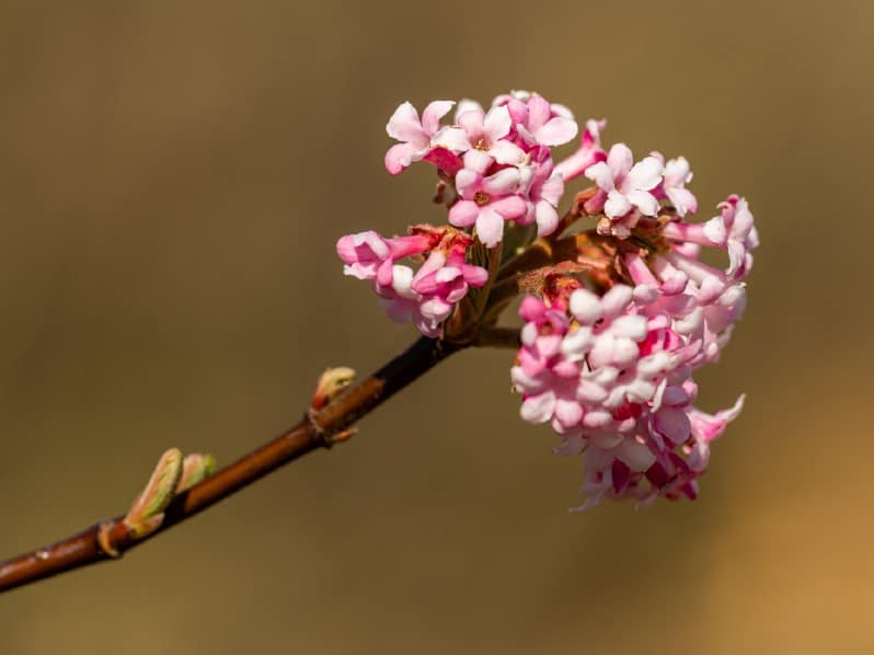 Viburnum