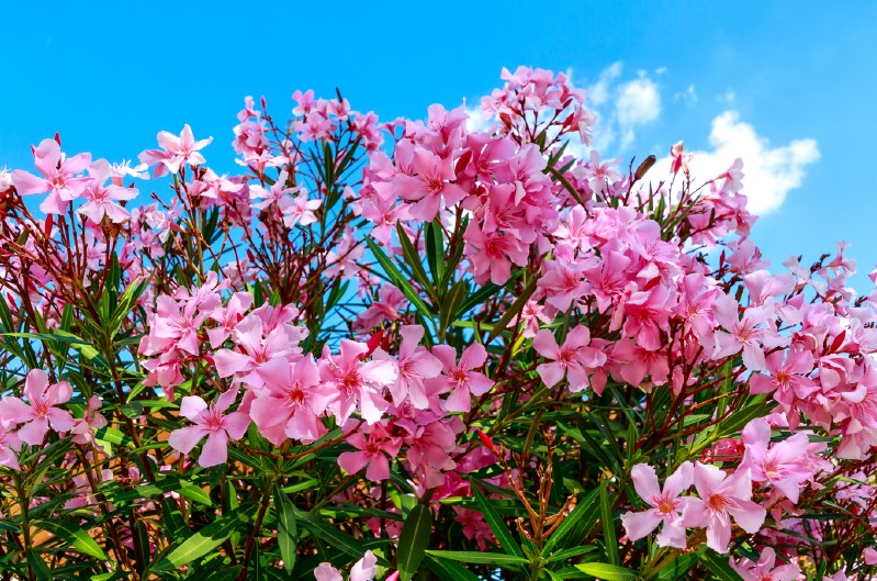 Oleander