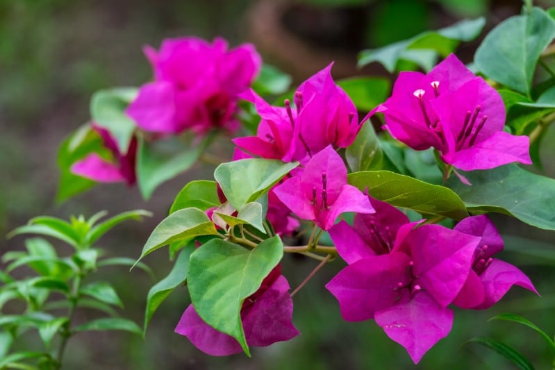 Bougainvillea