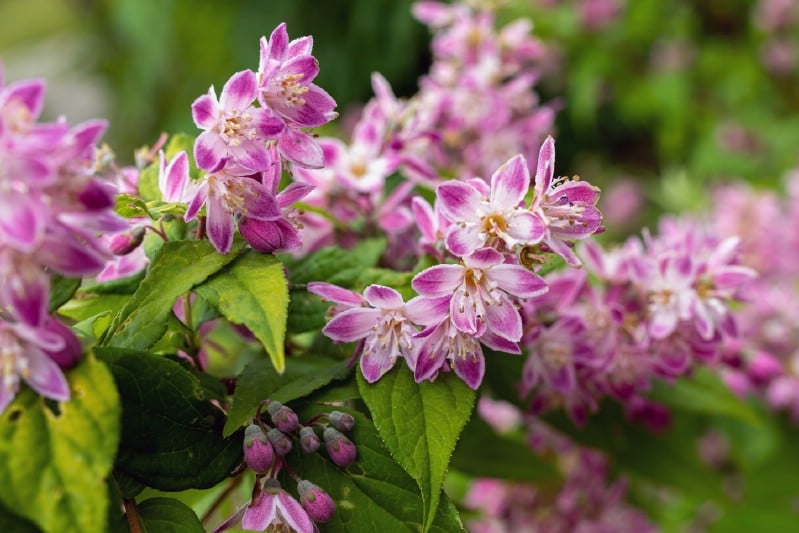 Deutzia