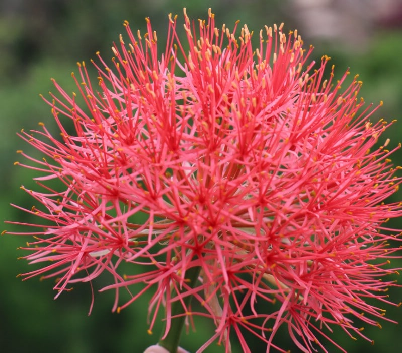 Bottlebrush