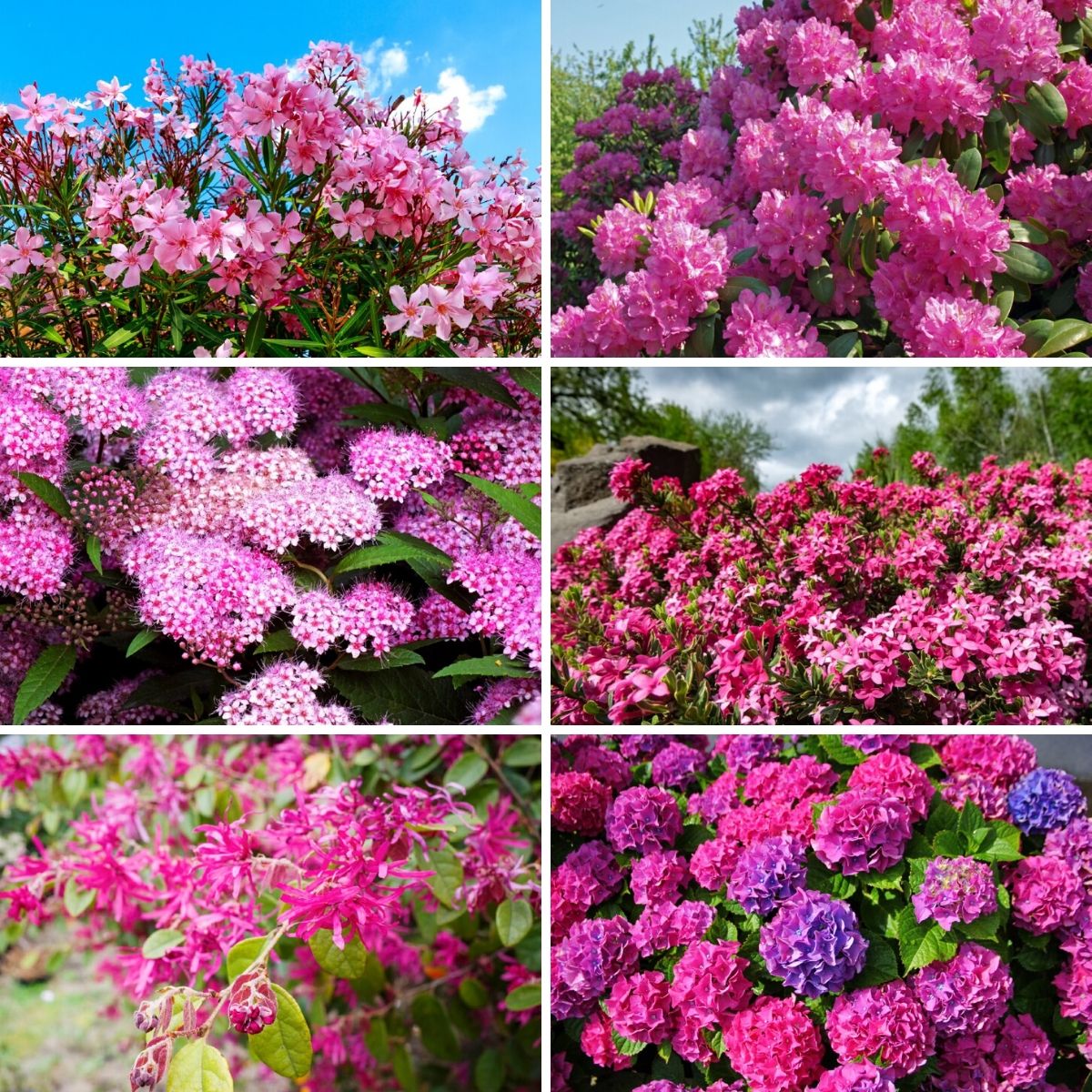 Collage photo featuring six items from the pink shrubs list