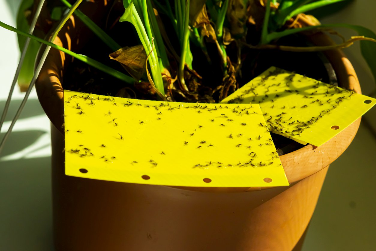 Fungus Gnats get rid