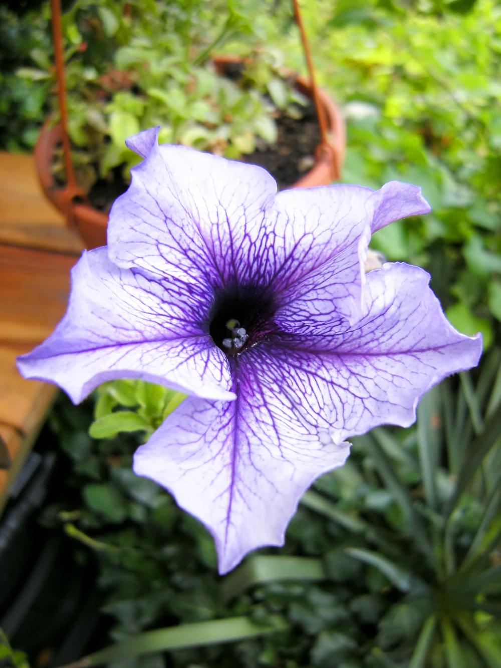 Petunia fortunia early blue vein