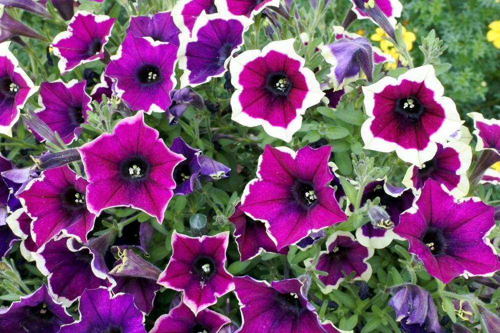 Petunia varieties cascadias rim magenta