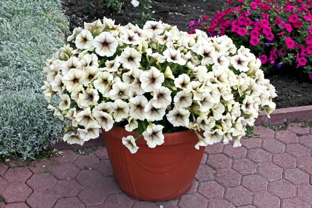 Petunia varieties prism sunshine