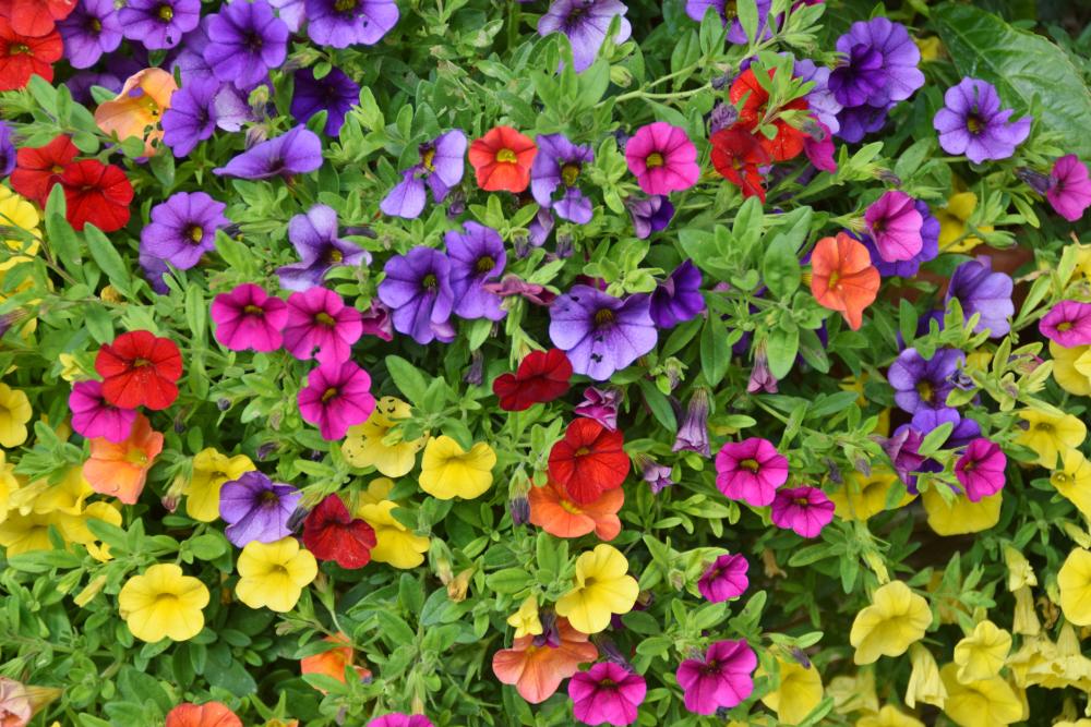 Petunia varieties