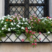 Window box flowers