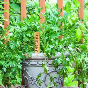 Wood Burned Plant Markers