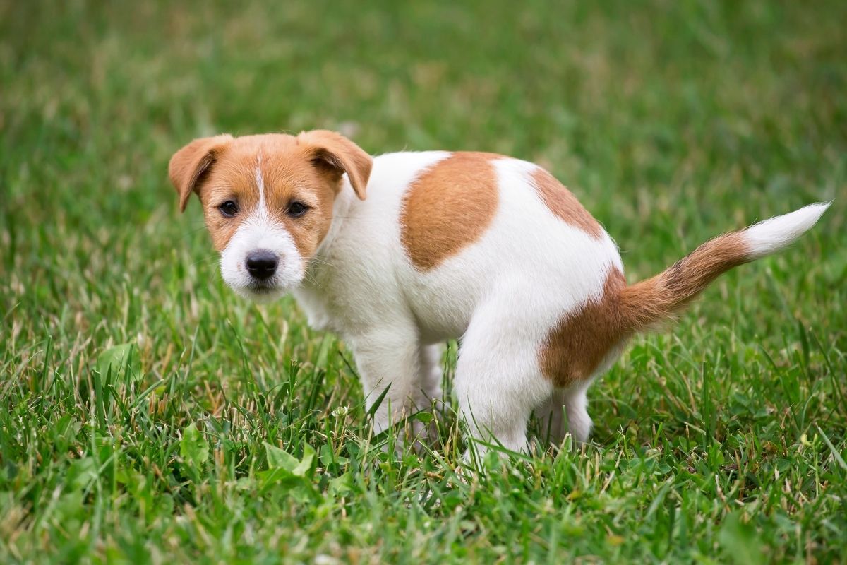 My dog eats his own poop: causes and solutions