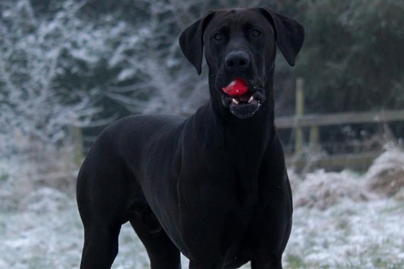 Doberdane: everything about this mixed breed