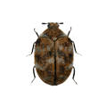 Carpet Beetles