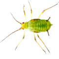 Aphids