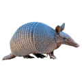 Armadillos