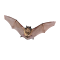 Bats