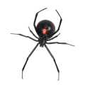 Black Widow Spiders