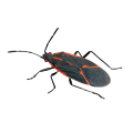 Boxelder Bugs