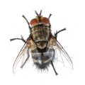 Cluster Flies