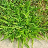 Crabgrass Killer