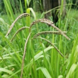 Dallisgrass Killer