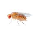 Fruit Flies