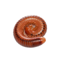 Millipedes