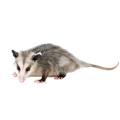 Opossums