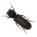 Powderpost Beetles