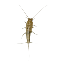 Silverfish