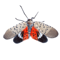 Spotted Lanternfly