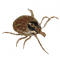 Ticks