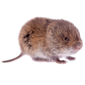 Voles