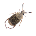 Weevils