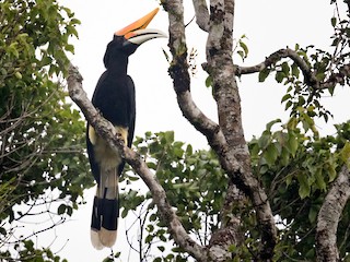 Macho - Lars Petersson | My World of Bird Photography - ML220489351