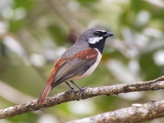  - Red-tailed Vanga