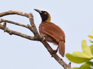 Female - Lars Petersson | My World of Bird Photography - ML274929381