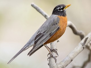 Adult male - Alex Eberts - ML303441381