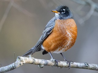 Female/immature male - Mike Cameron - ML303441521