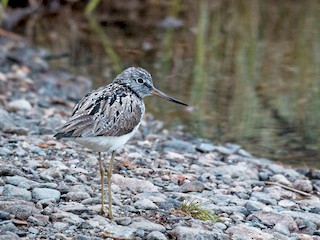 Breeding adult - Ian Davies - ML45127001