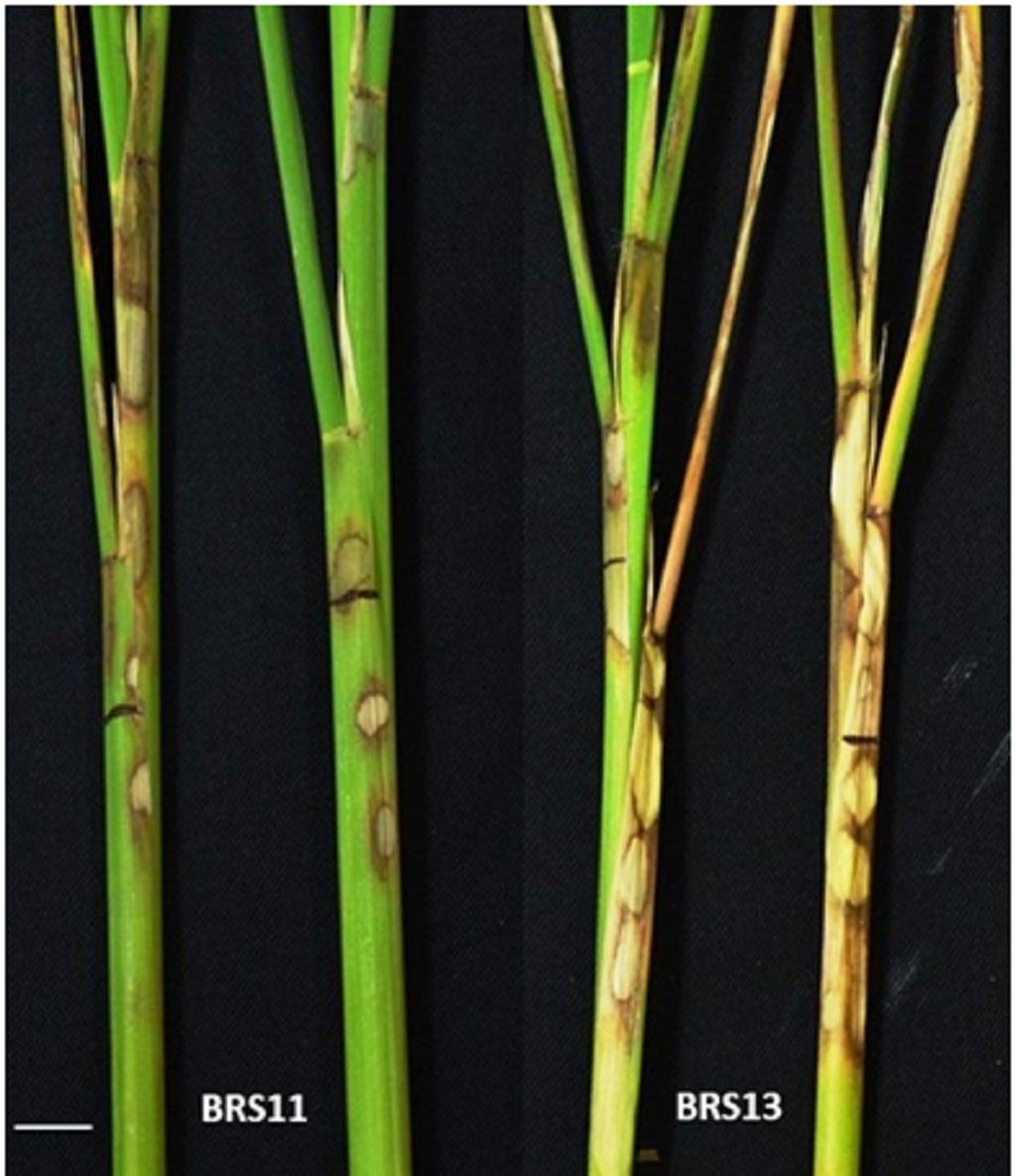 Rice Sheath Blight, 54% OFF | www.micoope.com.gt