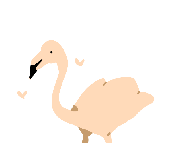 Flamingo