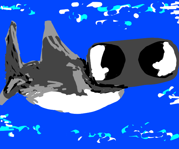 Shark