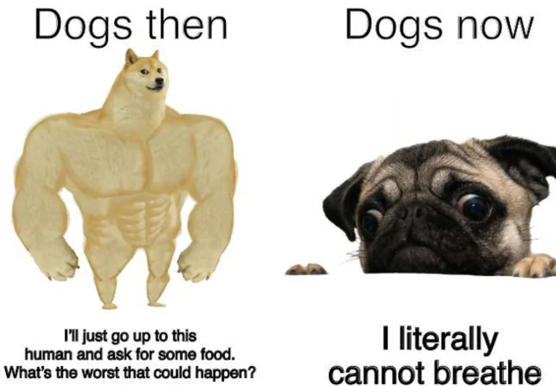 lol pug memes - Dogs then I'll just go up to this human and ask for some food. What's the worst that could happen? Dogs now I literally cannot breathe