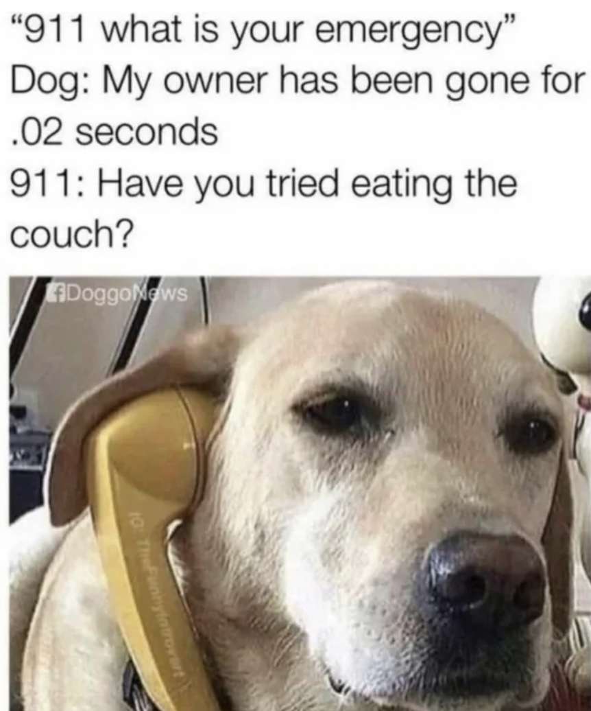 dog meme have you tried - "911 what is your emergency" Dog My owner has been gone for .02 seconds 911 Have you tried eating the couch? DoggoNews 10 TheFintrovert