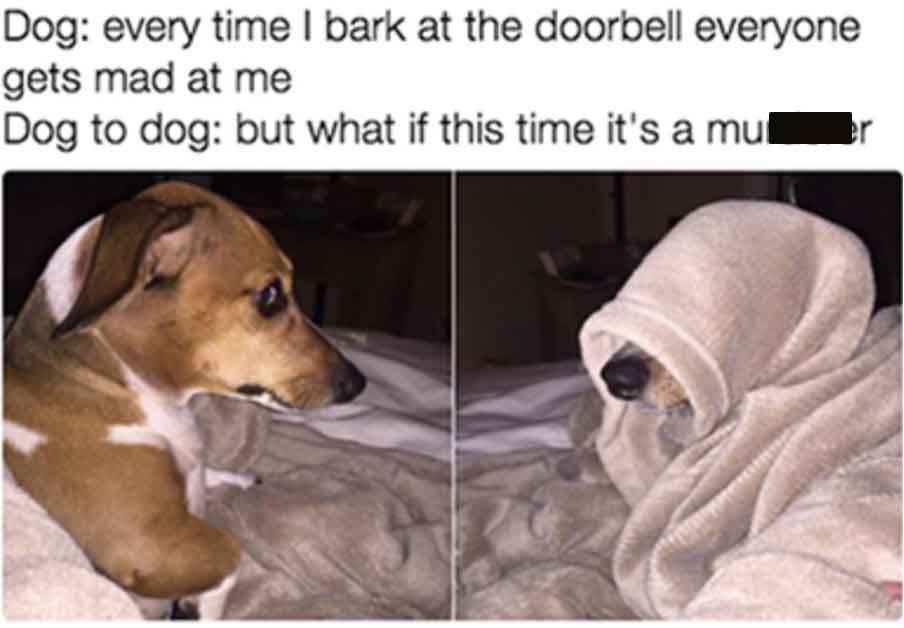 funny dogs memes - Dog every time I bark at the doorbell everyone gets mad at me Dog to dog but what if this time it's a mu